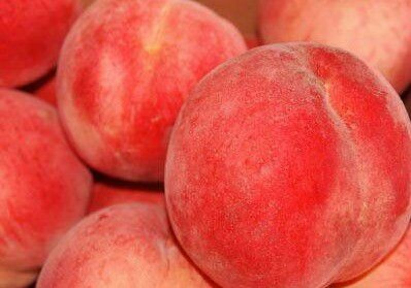 山东烟台专业批发实生桃树苗