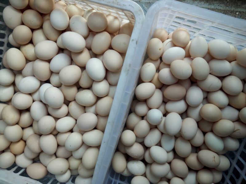 土鸡蛋食用40~50g