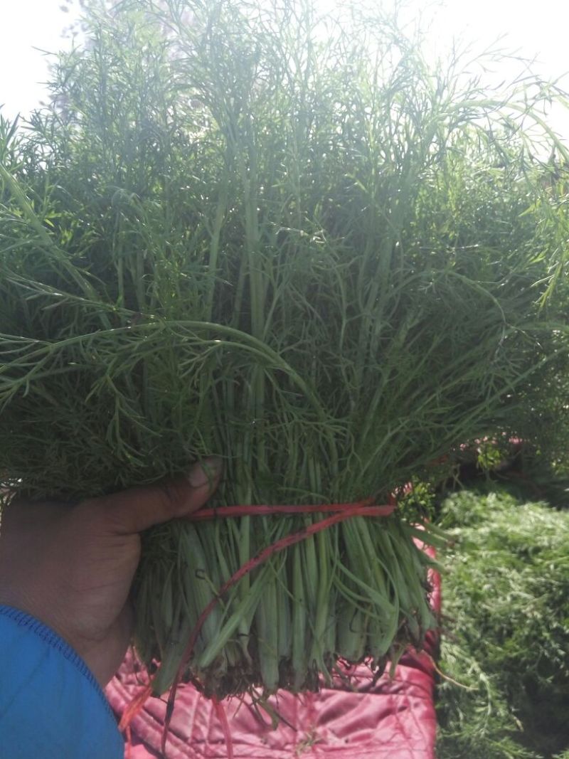 河北茴香价格优惠质量好走货快欢迎询价热卖全国欢迎询价