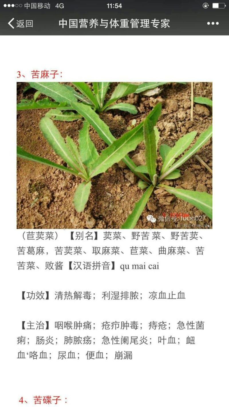 苦苣菜5~8厘米