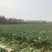 韩国白雪