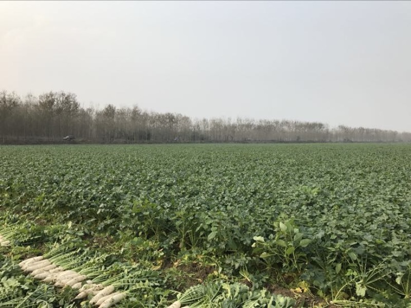 韩国白雪