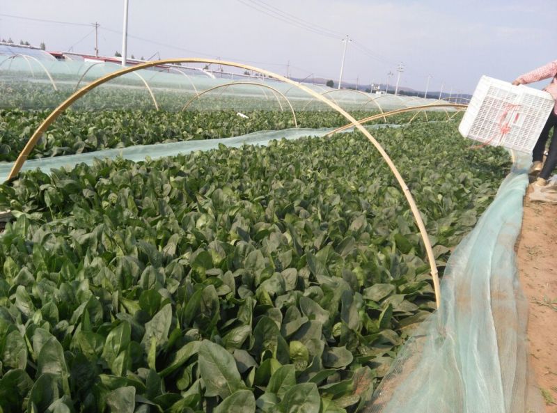 黑叶菠菜20~25厘米