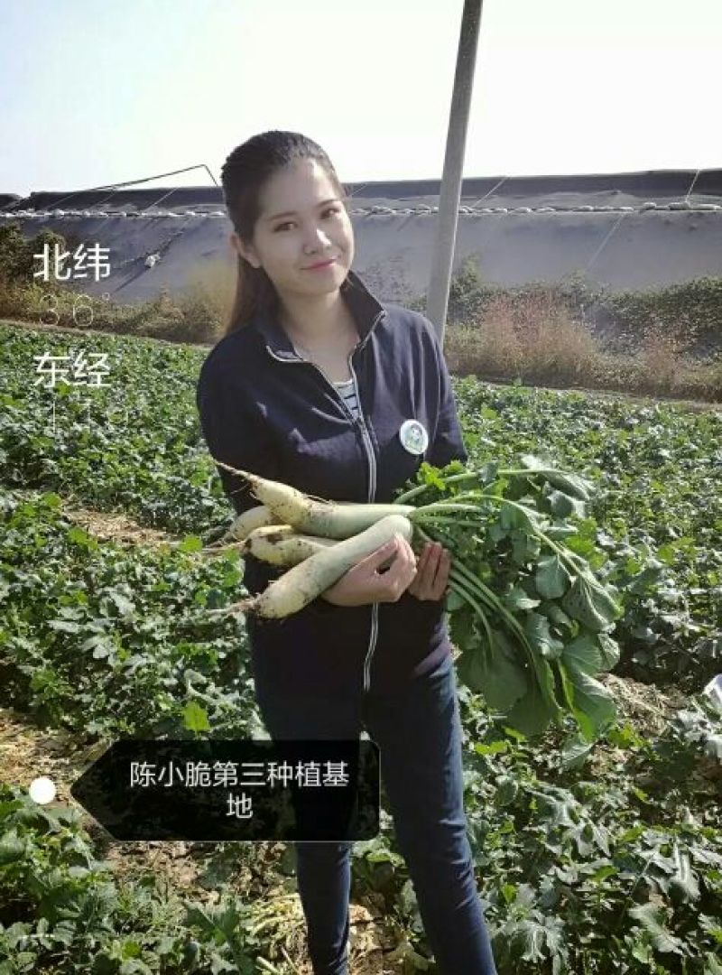 潍县青萝卜1~1.5斤起