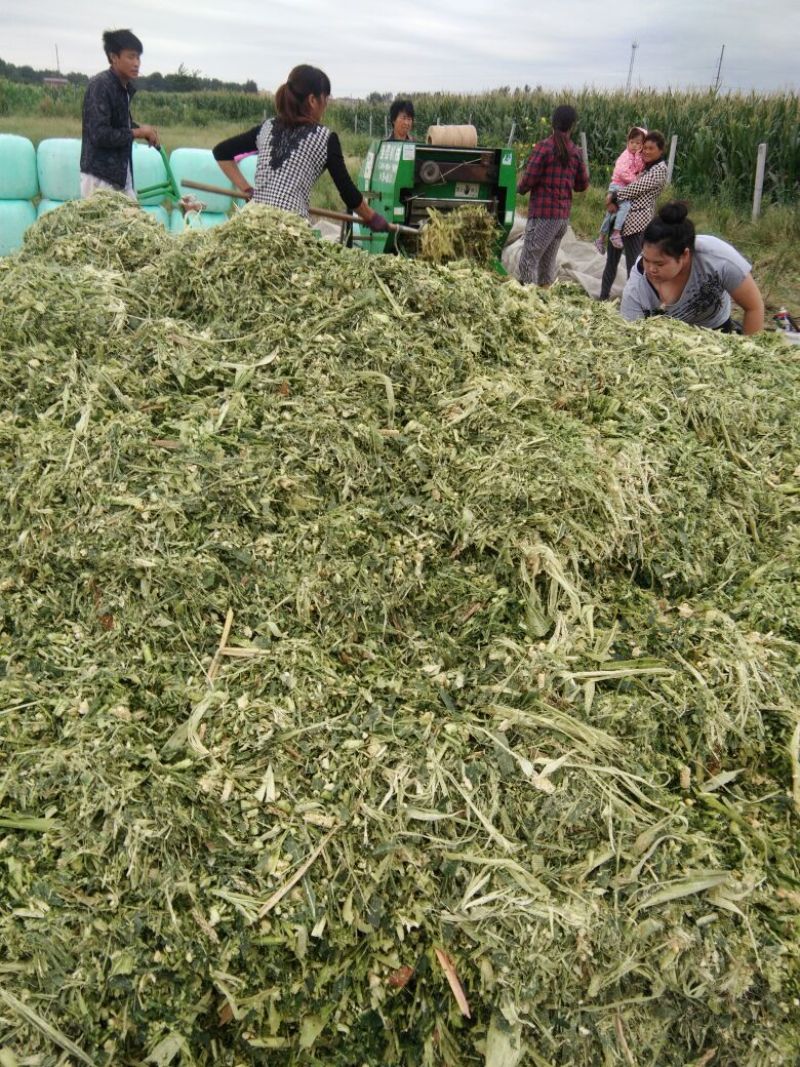 青贮草