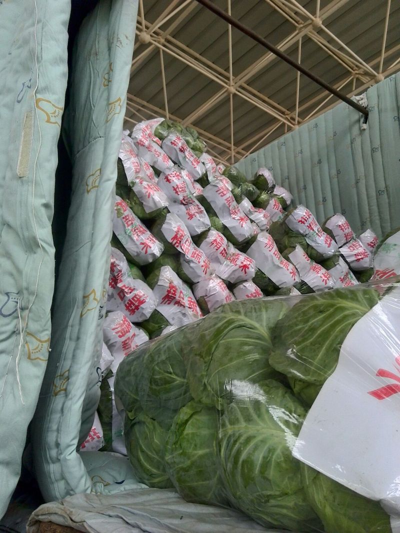 我处甘蓝大量供应，品质好，备有大型冷库，物流交通方便，欢