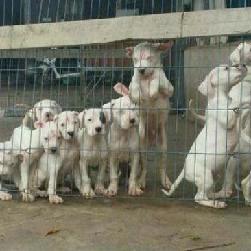 杜高犬母
