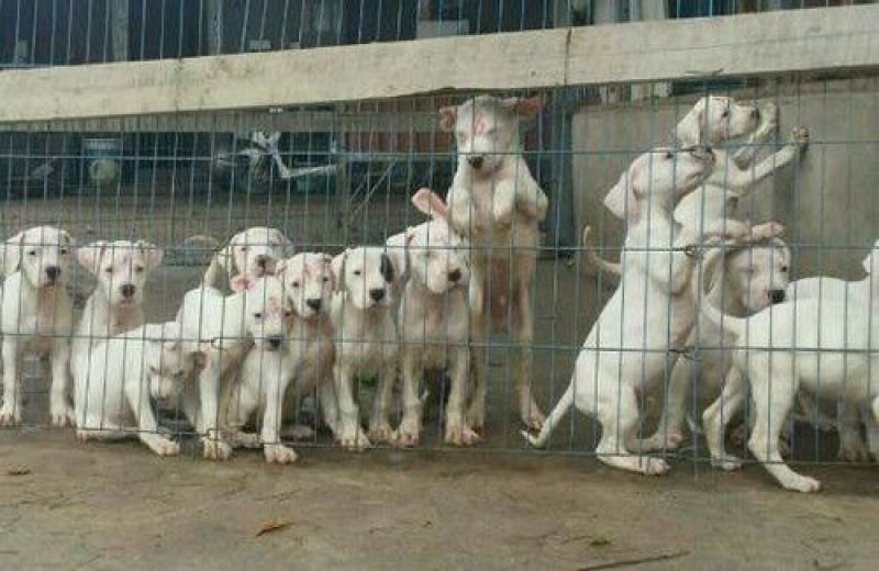 杜高犬母