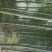 楠竹，原始竹林5~6cm5~6米