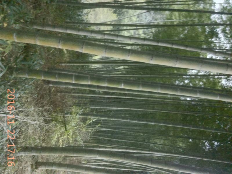楠竹，原始竹林5~6cm5~6米