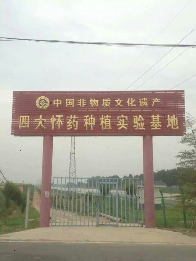 正宗温县18年垆土鲜铁棍山药