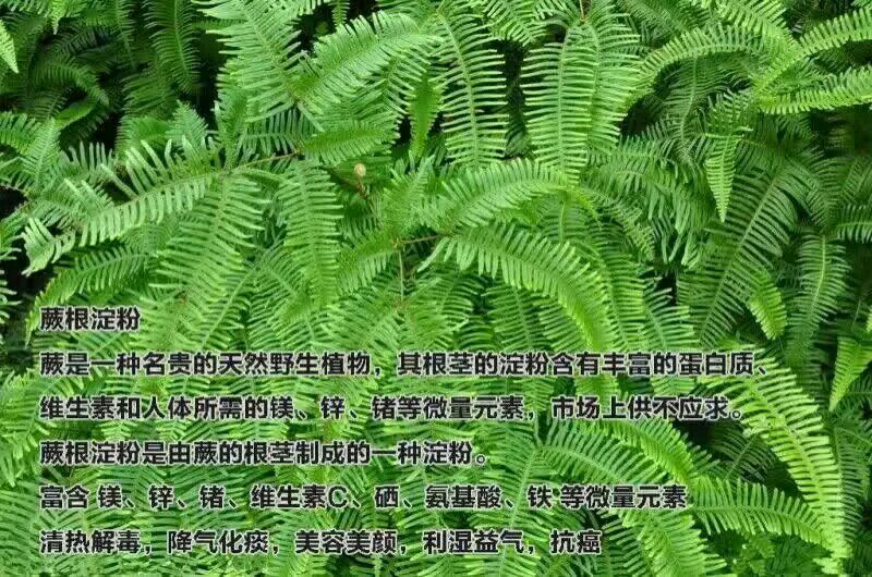 蕨根淀粉散装