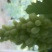 马奶葡萄5%以下1~2斤