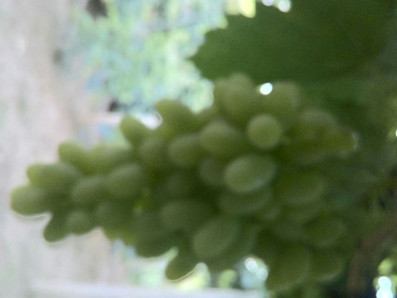 马奶葡萄5%以下1~2斤