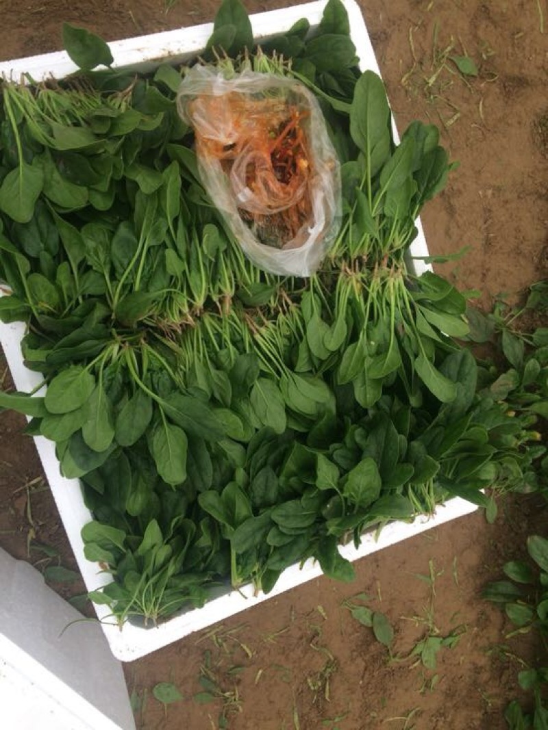 黑叶菠菜