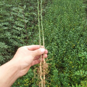 枸橘树30~50cm