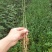 枸橘树30~50cm