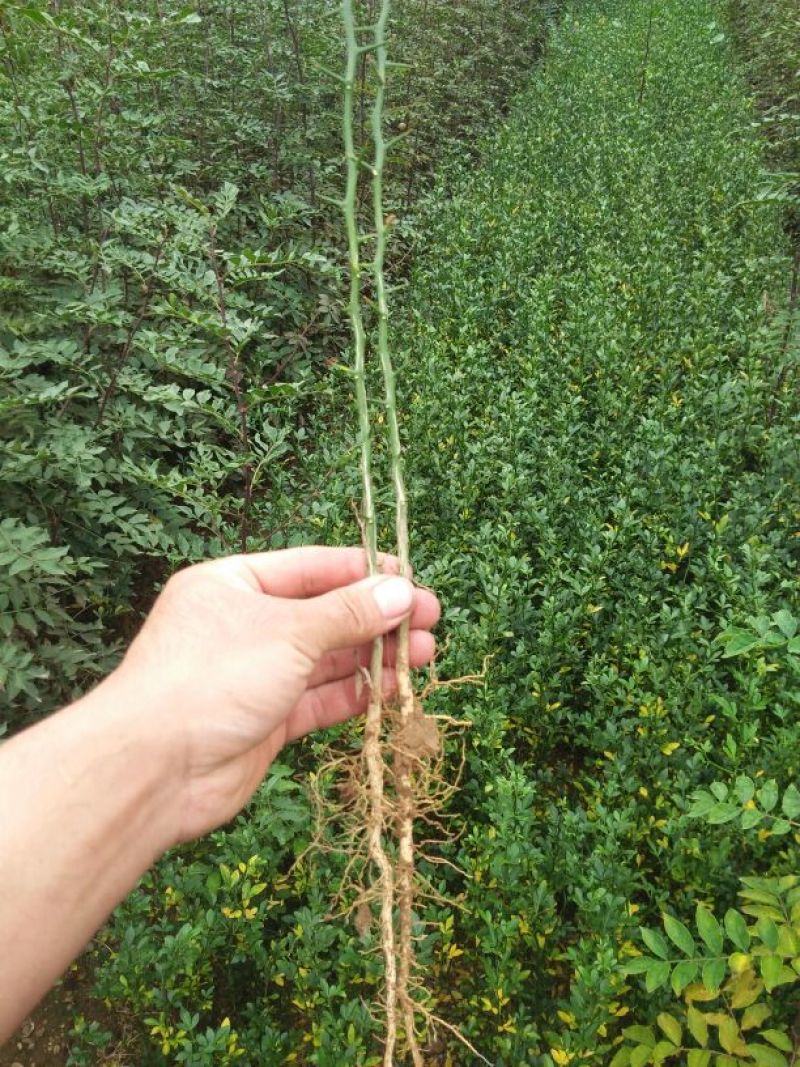 枸橘树30~50cm