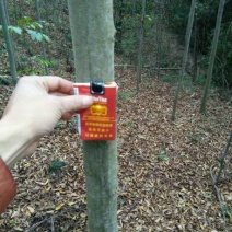 栾树8~10cm6~8cm3.5~4米