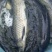 红鲤食用1~2公斤