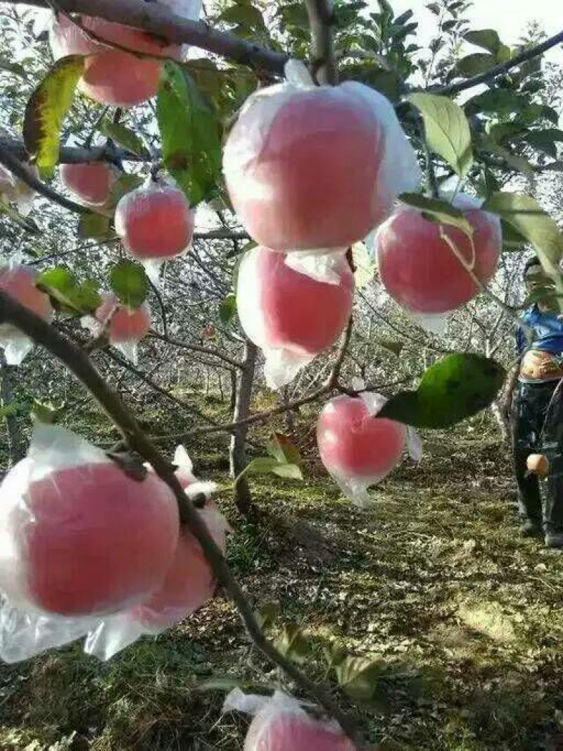陕西礼泉县红富士苹果，膜代，纸加膜红富士苹产地直供