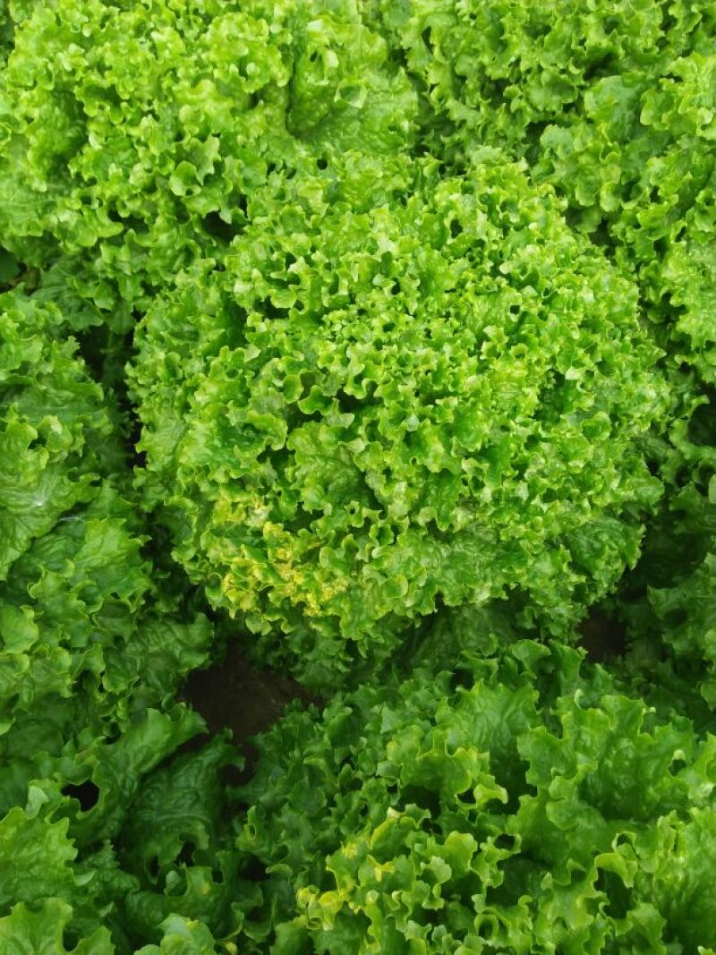 散叶生菜8两~9两