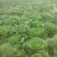 精品大白菜，春季大白菜，净菜4至6斤可视频看货诚信经营
