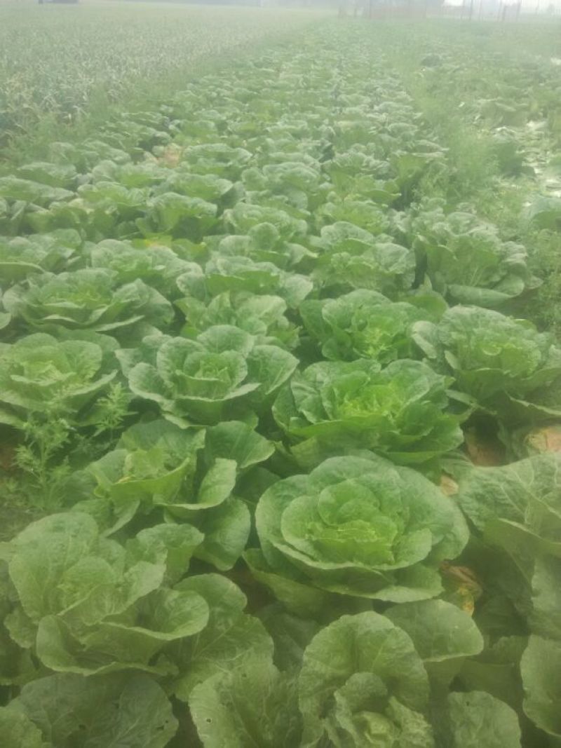精品大白菜，春季大白菜，净菜4至6斤可视频看货诚信经营