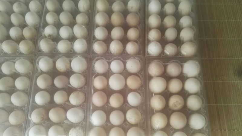 土鸡蛋食用50g以下