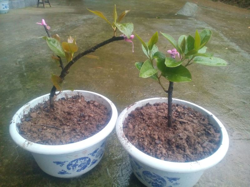 黑老虎老桩苗