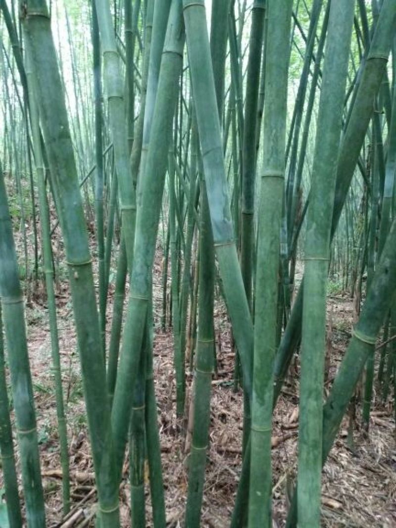 紫竹7~8m