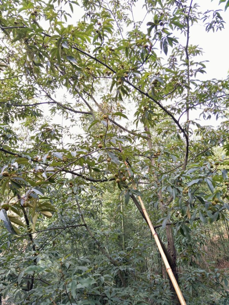 山核桃25mm以下去皮