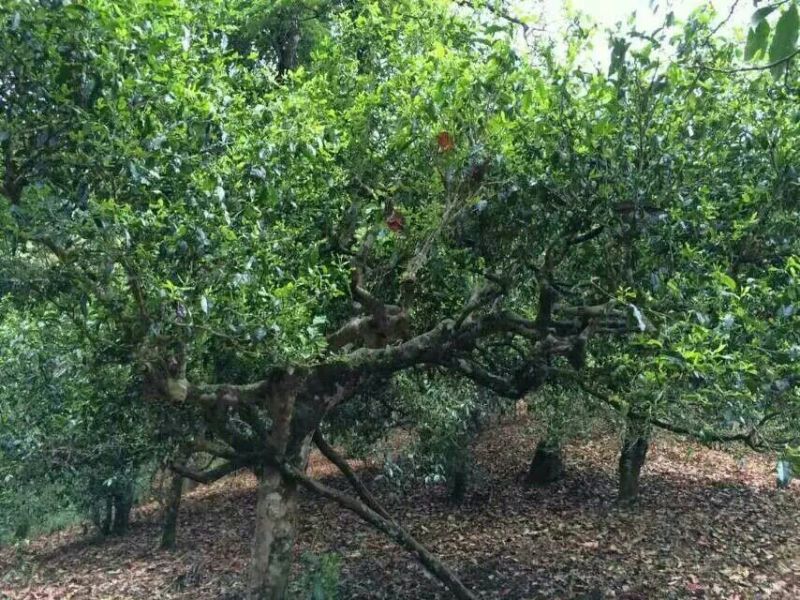 古树普洱茶二级