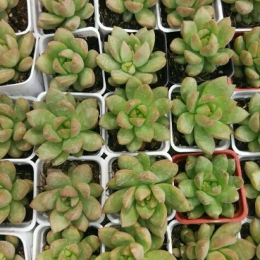 多肉植物带盆栽好