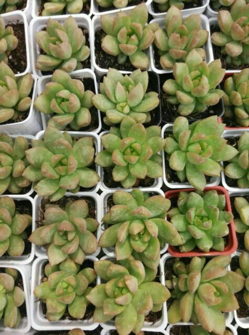 多肉植物带盆栽好