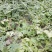 8424西瓜5斤打底8成熟1茬