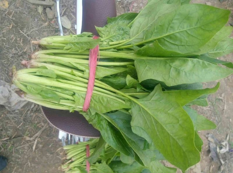 大叶菠菜20~25厘米