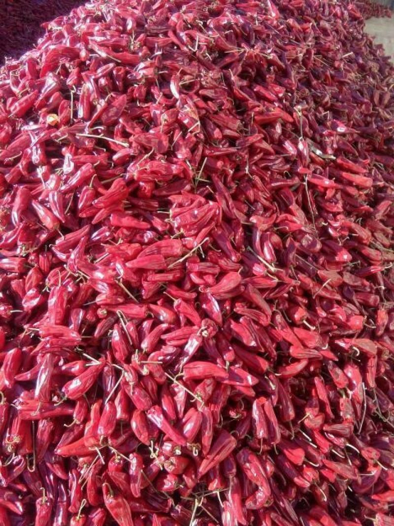 北京红干辣椒上通货9成干以上