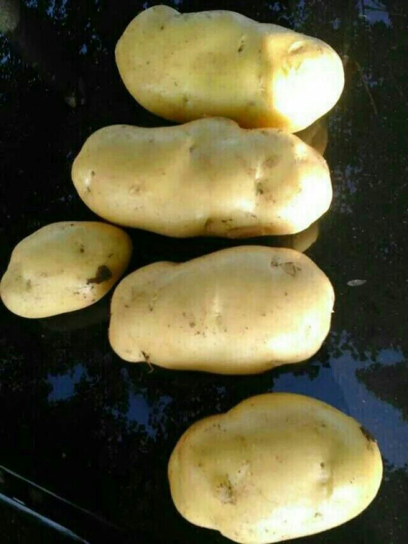 肥城新土豆荷兰十五新土豆大量供应中产量高个头大