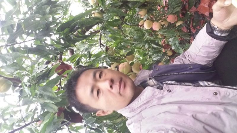 金秋红蜜桃树苗80cm以上