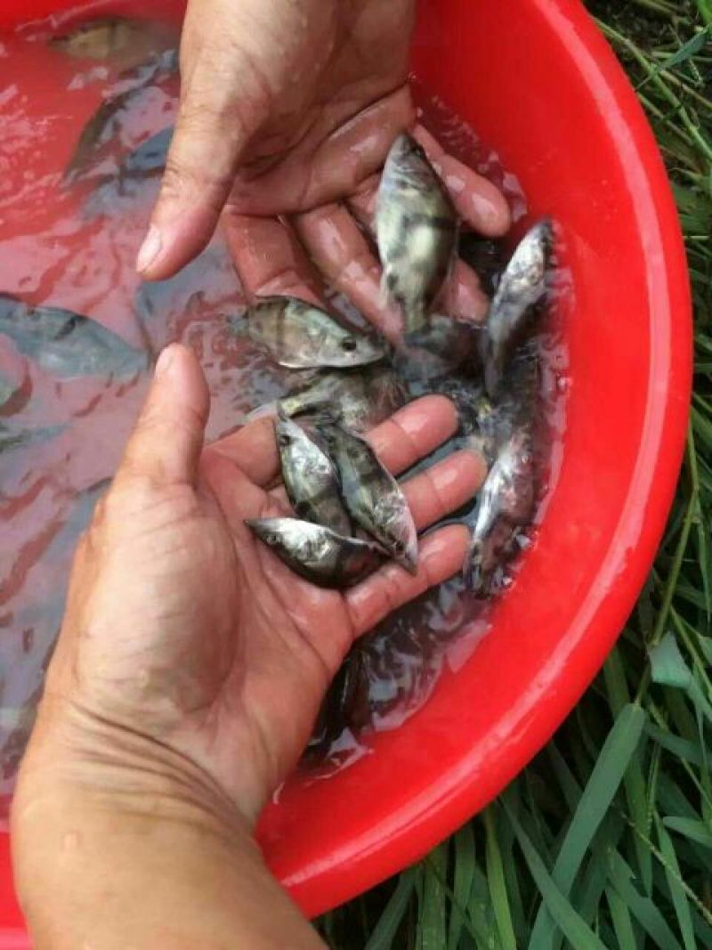 鳜鱼苗桂花鱼苗翘嘴桂花鱼苗斑桂鱼苗