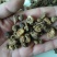 毛慈菇统货