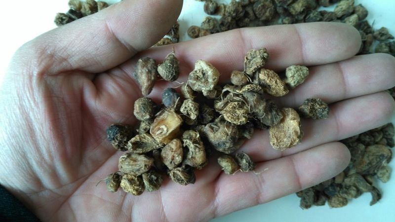 毛慈菇统货