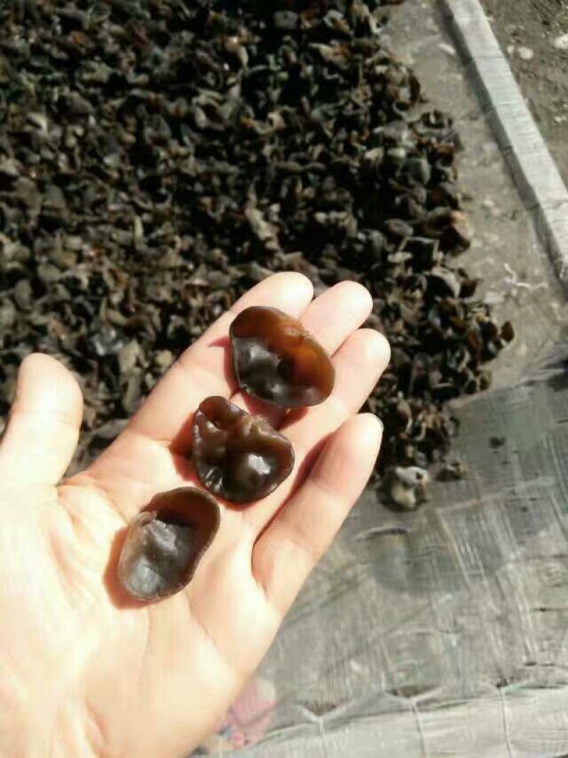 黑山秋耳一级