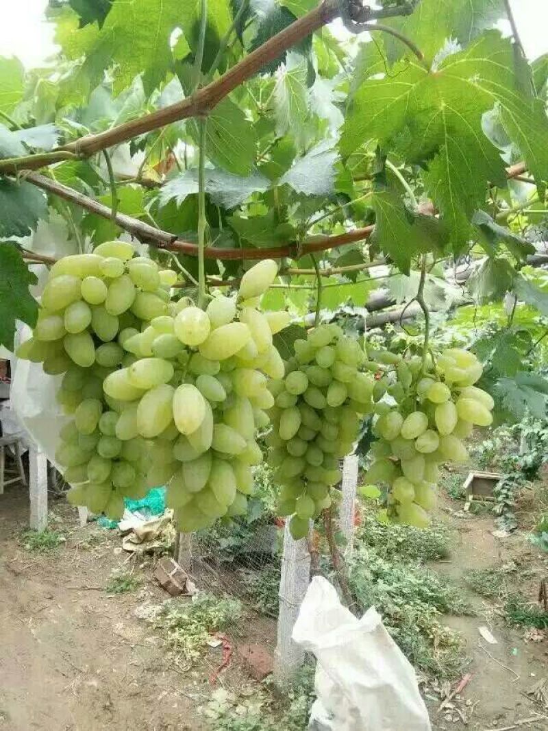 金手指葡萄苗，金手指葡萄苗基地批发带动千家万户农民致富