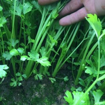 香芹