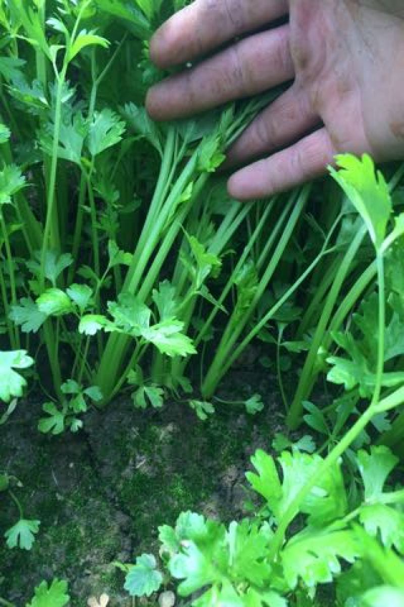 香芹