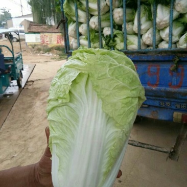 夏阳白菜，3/4斤净菜，河南白菜，通许白菜