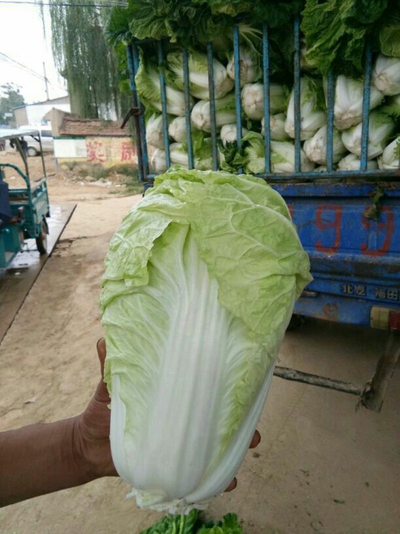 夏阳白菜，3/4斤净菜，河南白菜，通许白菜