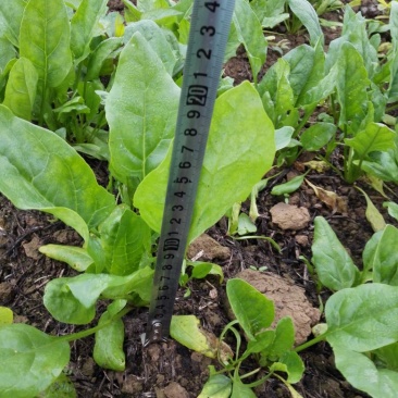 越冬菠菜15~20厘米